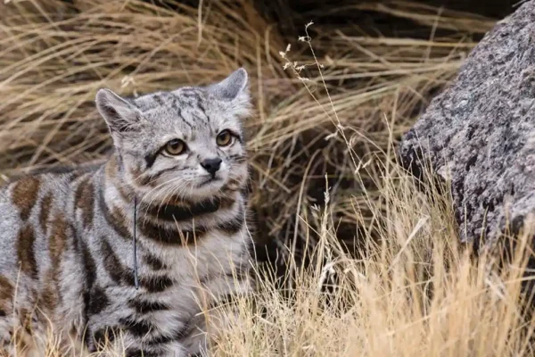 El gato andino es el felino menos visto en la región y habita en Argentina, Bolivia, Chile y Perú. Foto: Juan Repucci/Alianza Gato Andino (AGA)/WCS Argentina