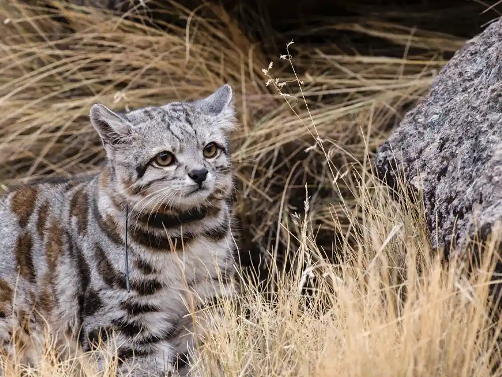 El gato andino es el felino menos visto en la región y habita en Argentina, Bolivia, Chile y Perú. Foto: Juan Repucci/Alianza Gato Andino (AGA)/WCS Argentina
