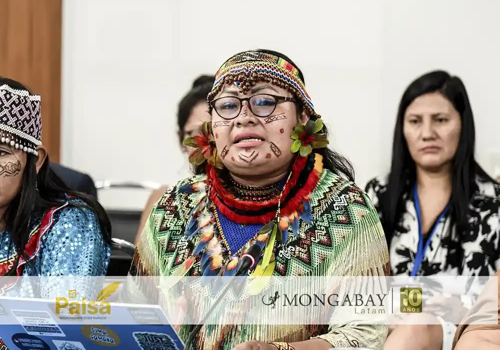 peru olivia bisa deibilidad protección líderes indígenas - el paisa